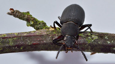 Großer Schwarzkäfer_3.jpg